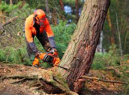 Best Tree Disease Treatment  in Nutter Fort, WV